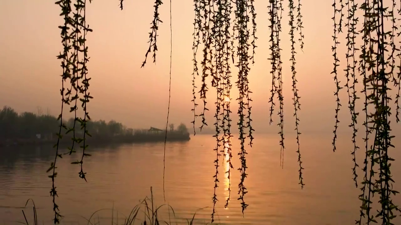 湿地公园早晨日出 湖边垂柳随风飘动视频素材