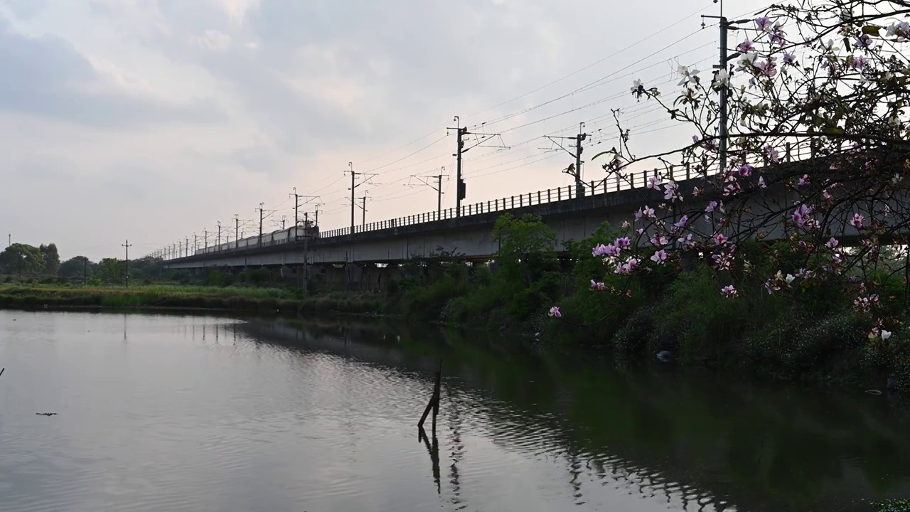 春天阳光下湖边铁路高架桥上行驶的动车视频素材