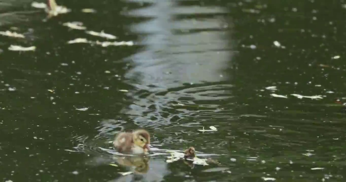 小野鸭的幼崽在湖水中游动视频素材