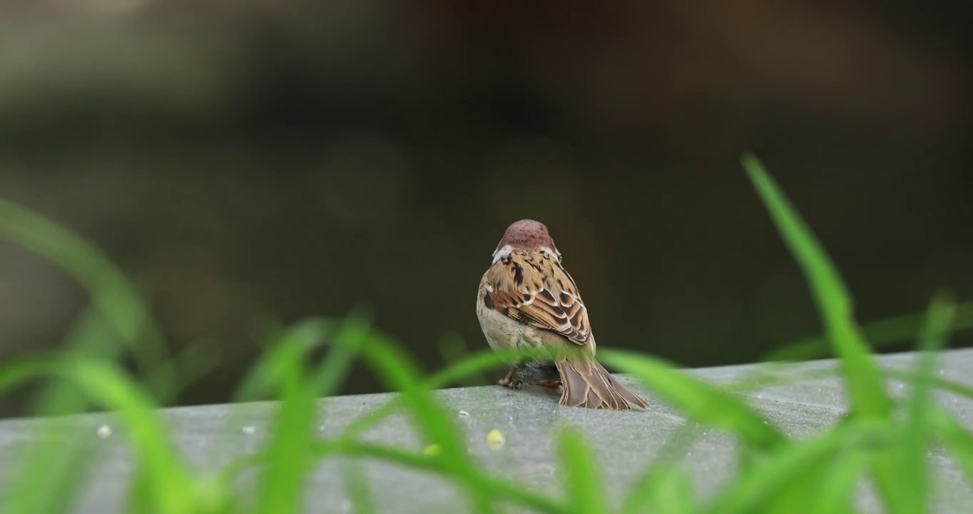 麻雀视频素材