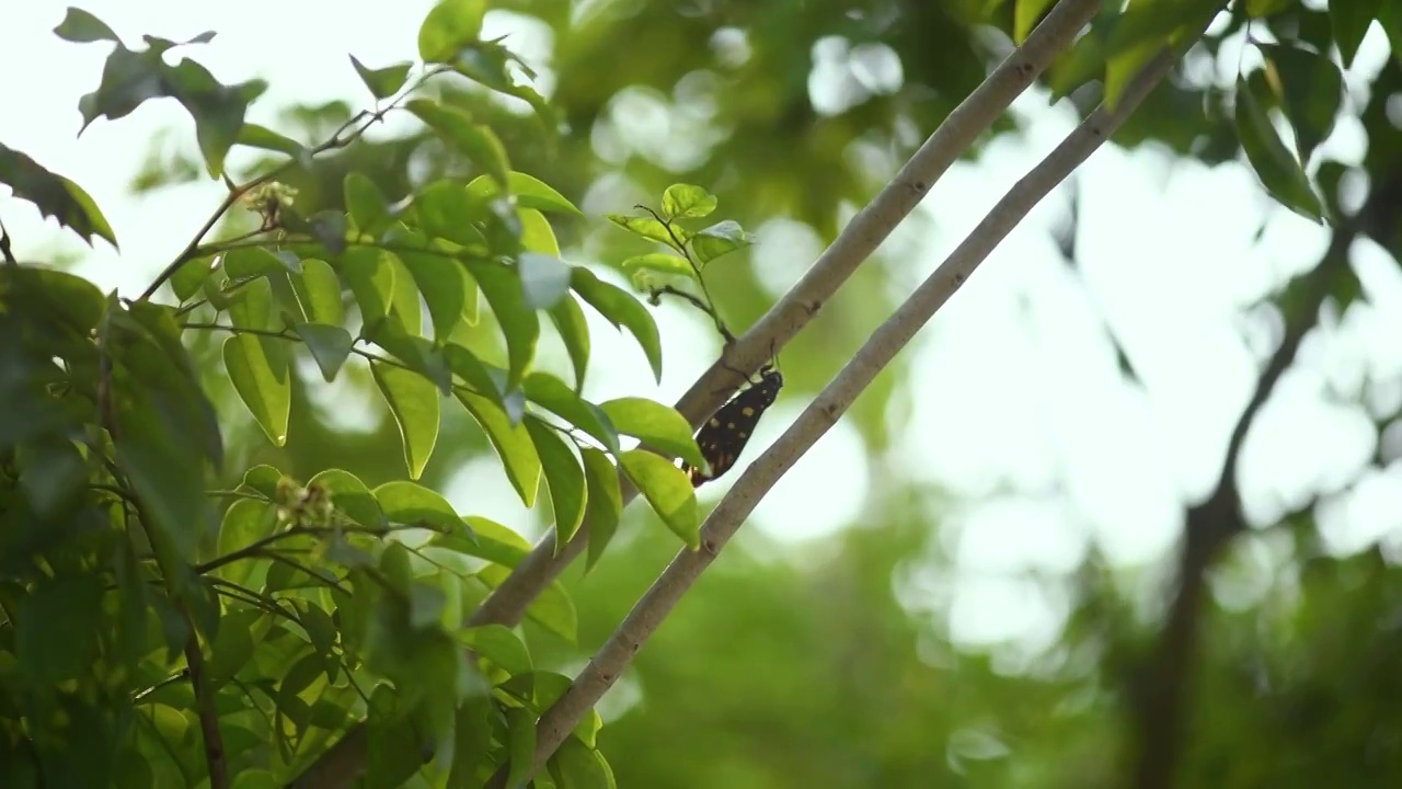 夏天的蝉视频素材