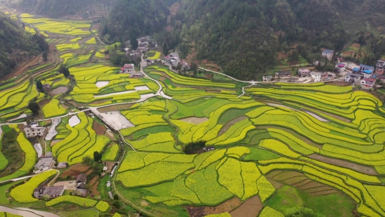 贵州乐坪油菜花（二）视频素材