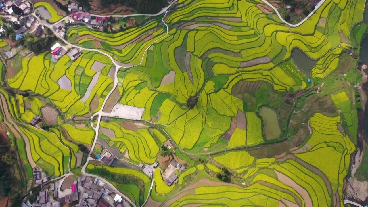 贵州乐坪油菜花（三）视频素材