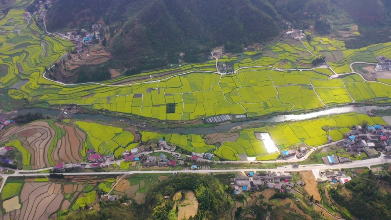 贵州乐坪油菜花（七）视频素材