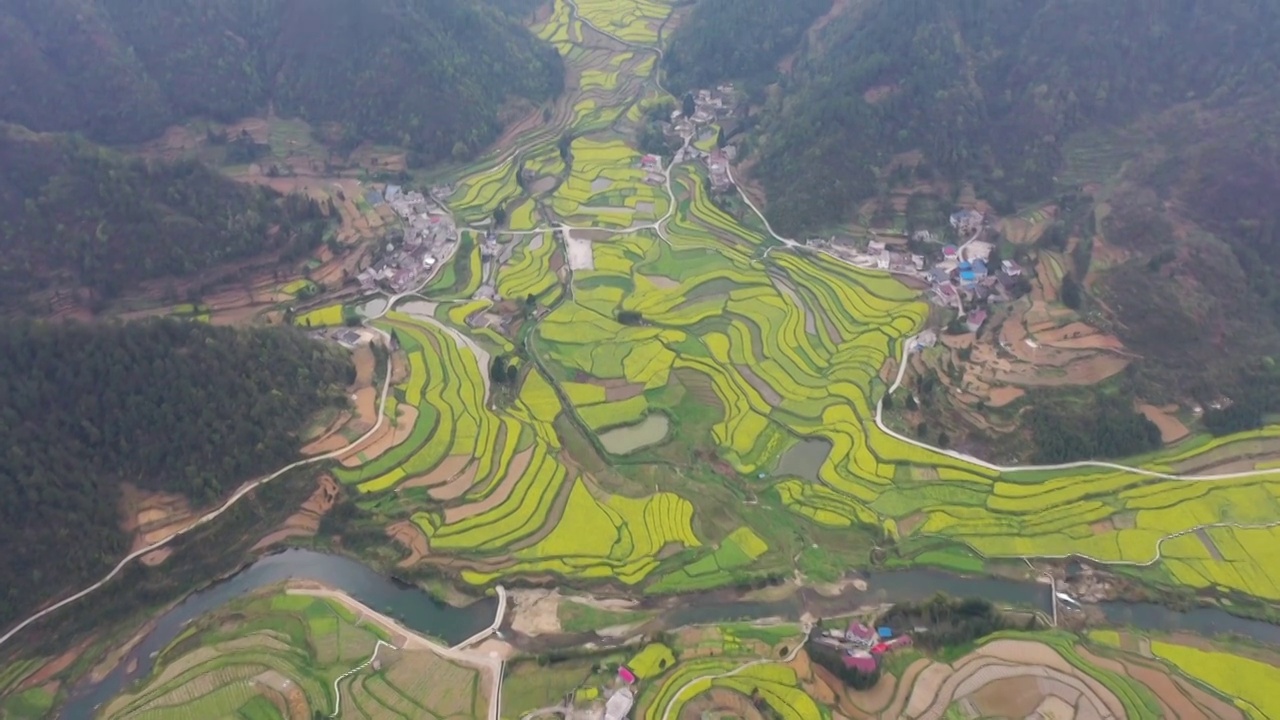 贵州乐坪油菜花（八）视频素材