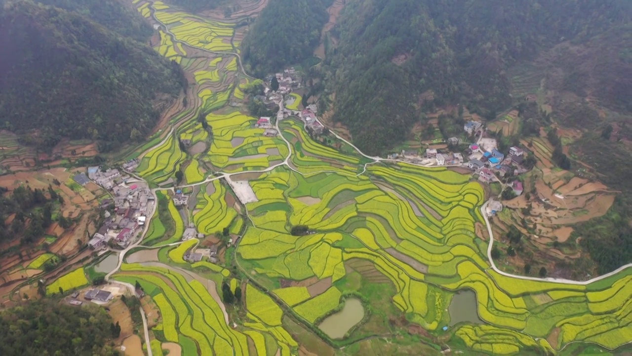 贵州乐坪油菜花（九）视频素材