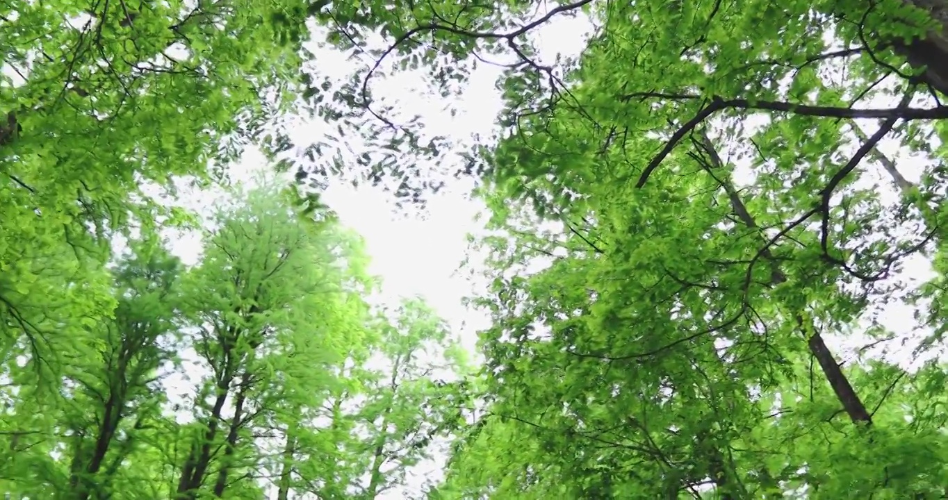 江南湿地水杉林视频素材