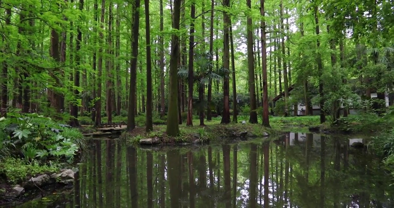 江南湿地水杉林视频素材