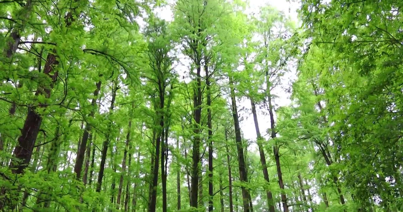 江南湿地水杉林视频素材