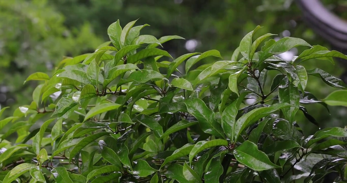 春天下雨树叶空镜视频素材