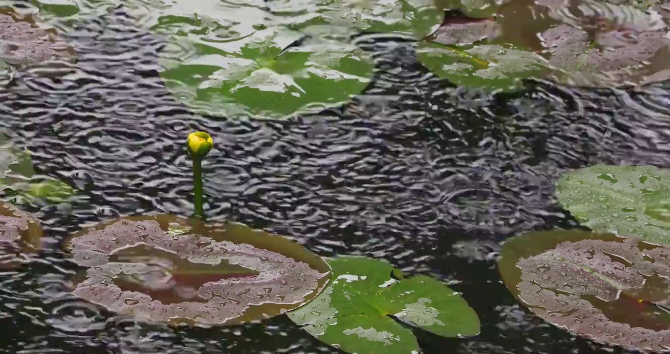 江南春天下雨湖面雨滴空镜视频素材