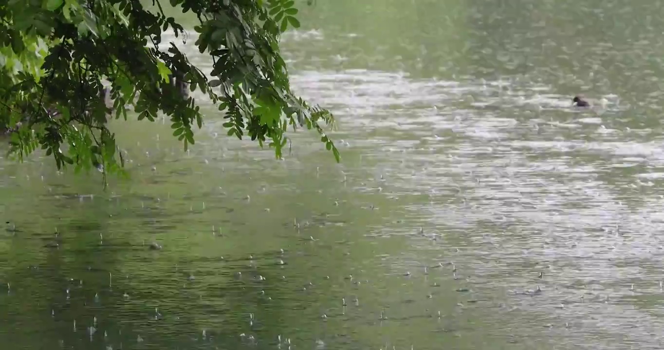 江南春天下雨湖面雨滴空镜视频素材