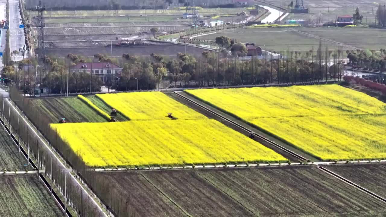 航拍上海油菜花田4k视频视频素材