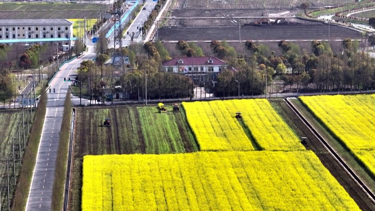 航拍上海油菜花田4k视频视频素材