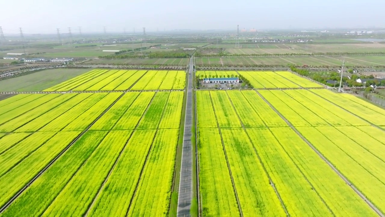 航拍上海油菜花田4k升格视频视频素材