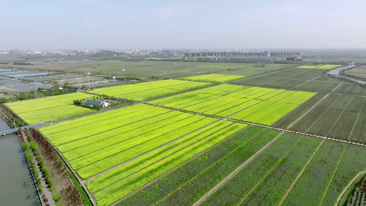 航拍上海油菜花田4k升格视频视频素材