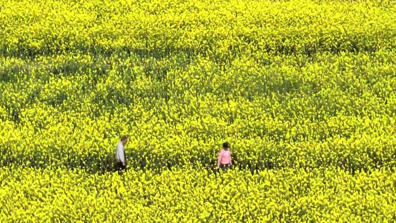 航拍上海油菜花田4k视频视频素材