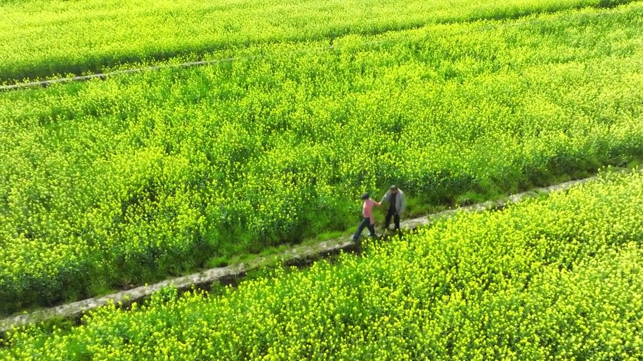 航拍上海油菜花田4k升格视频视频素材