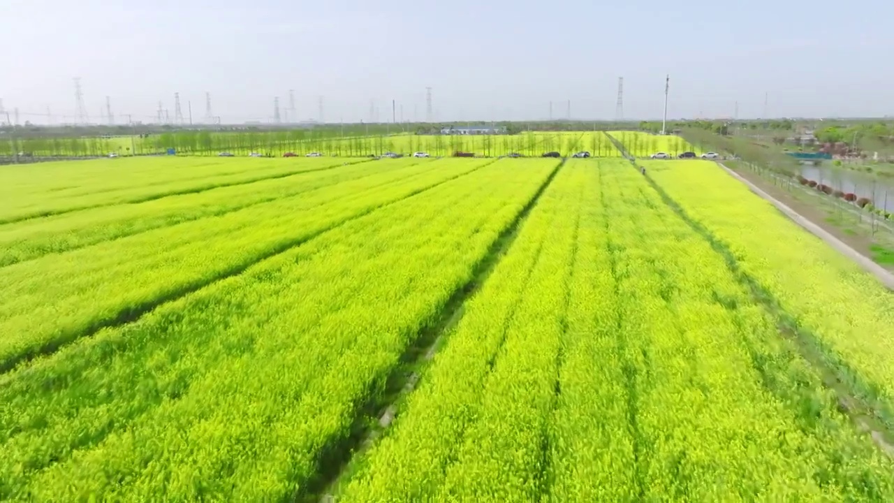 航拍上海油菜花田4k升格视频视频素材