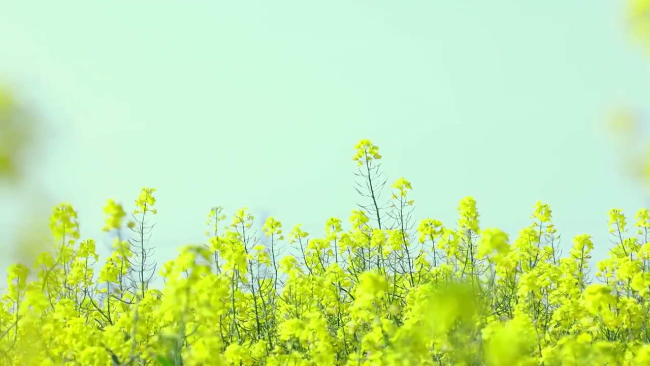 航拍上海油菜花田4k升格视频上海油菜花田4k视频视频素材