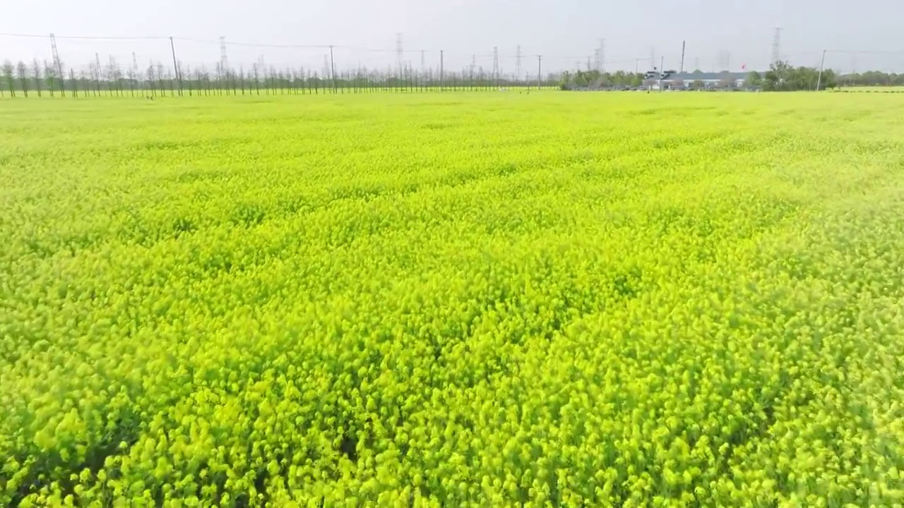 航拍上海油菜花田4k升格视频视频素材