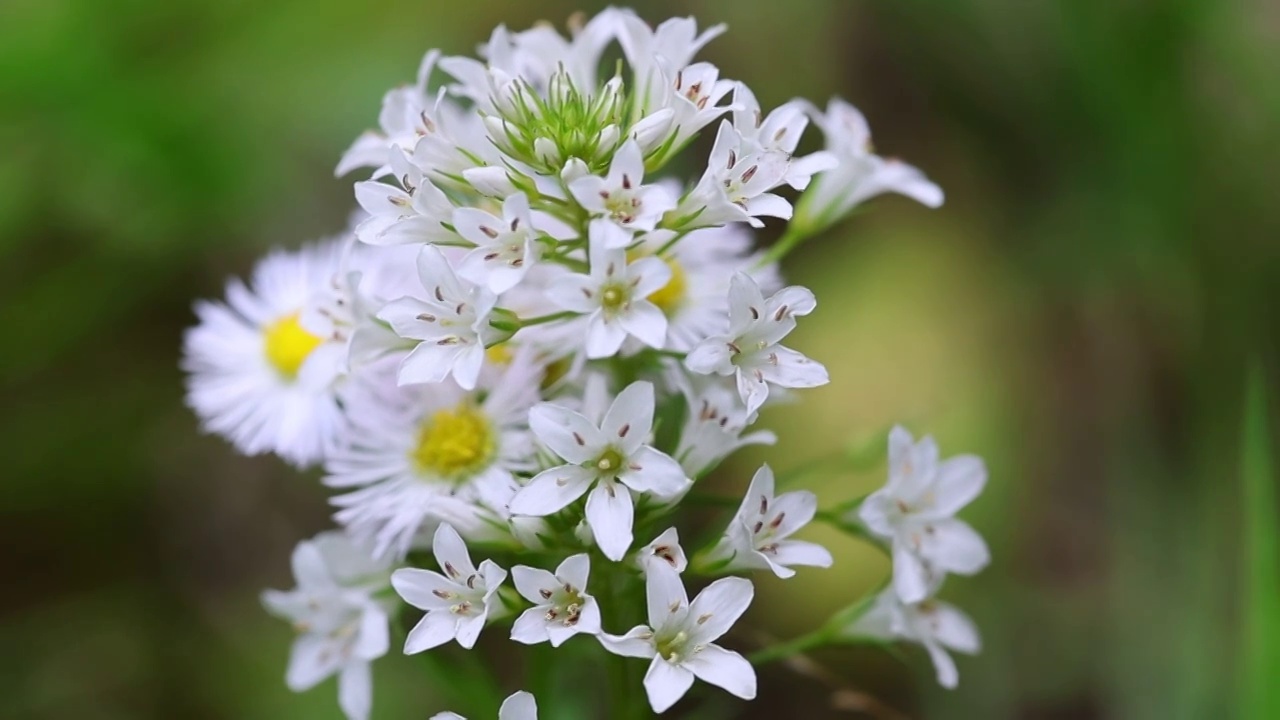 星宿花 泽珍珠菜视频素材