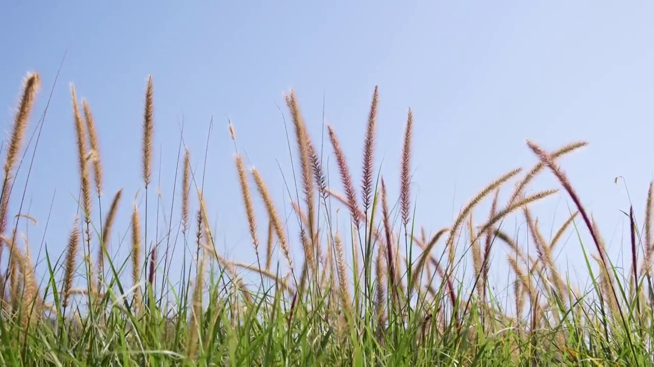 阳光下狗尾巴草草丛特写视频素材视频素材