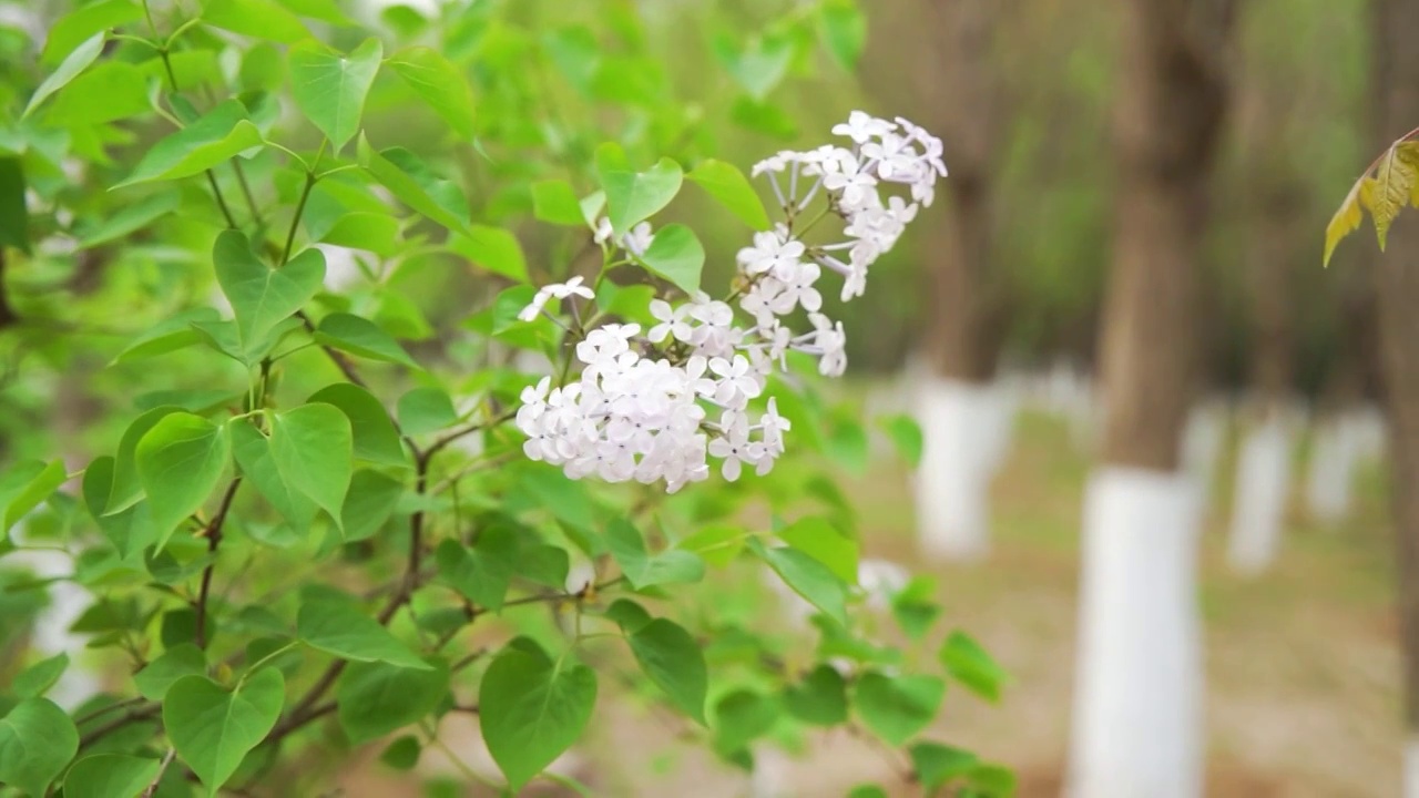 丁香花绿叶春天视频素材