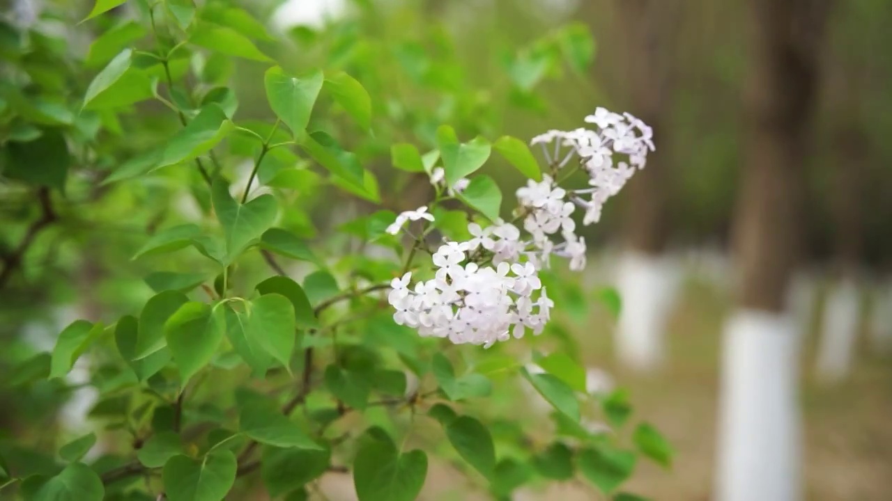 丁香花绿叶春天视频素材