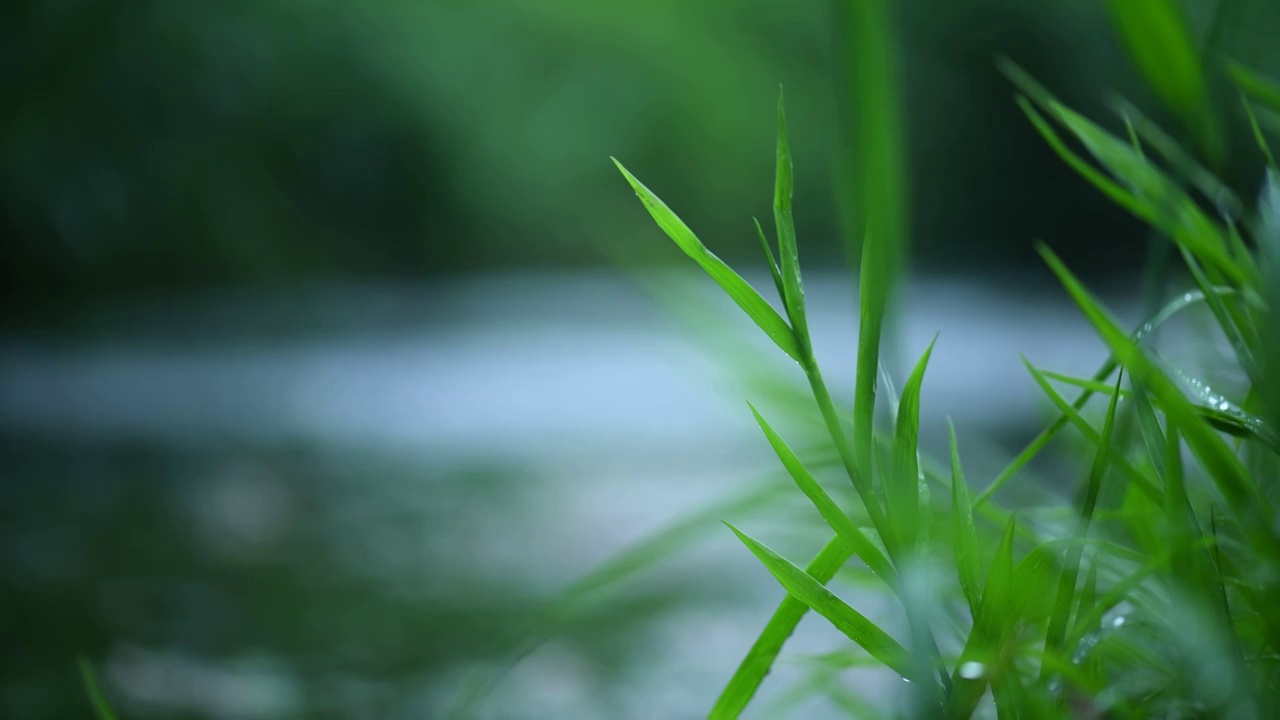 青青河边草视频素材