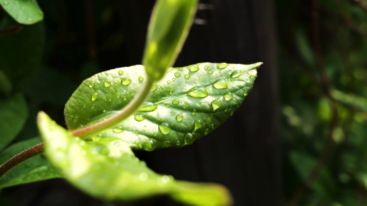 雨后清新的植物上水珠特写视频素材