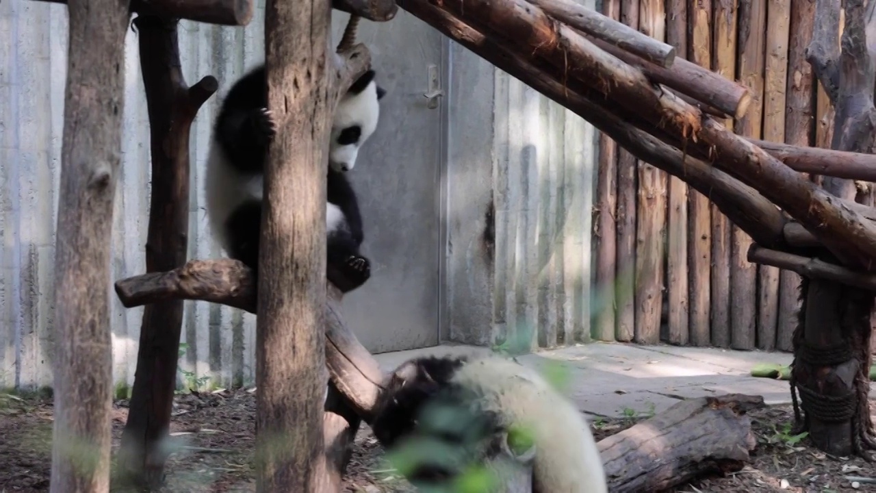 世界多样性保护旗舰物种中国国宝大熊猫视频素材