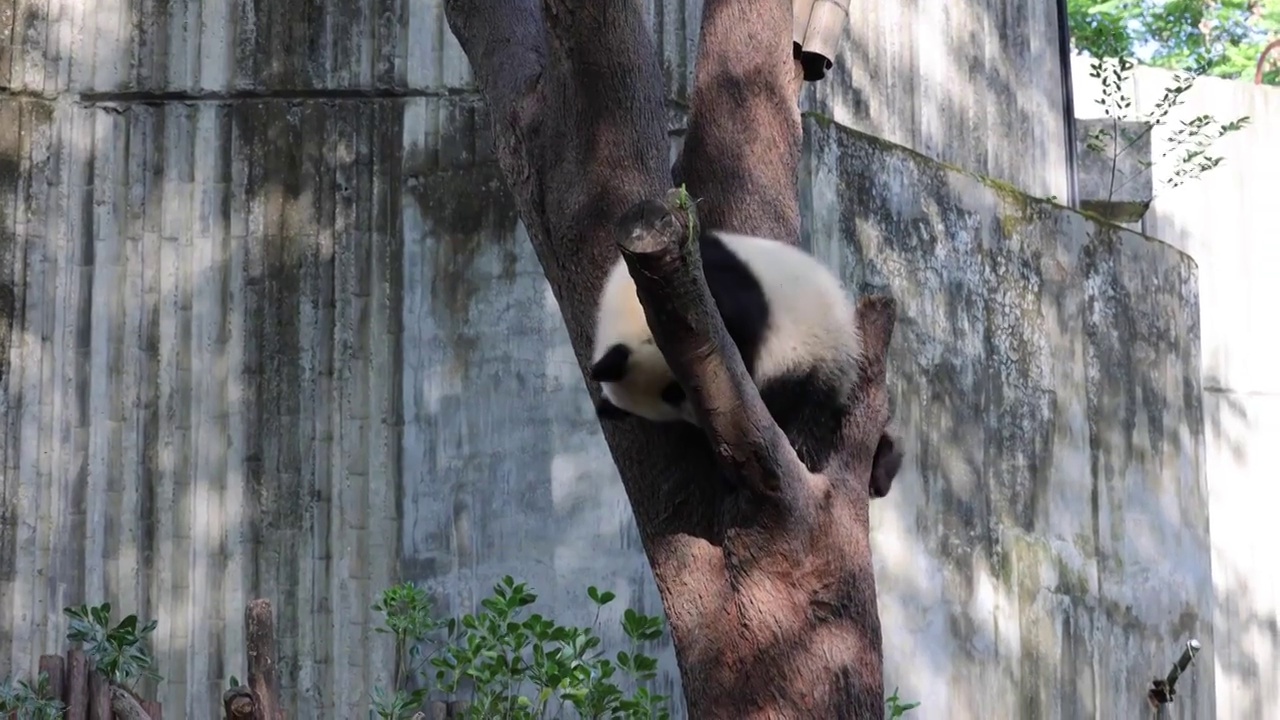 世界多样性保护旗舰物种中国国宝大熊猫视频素材