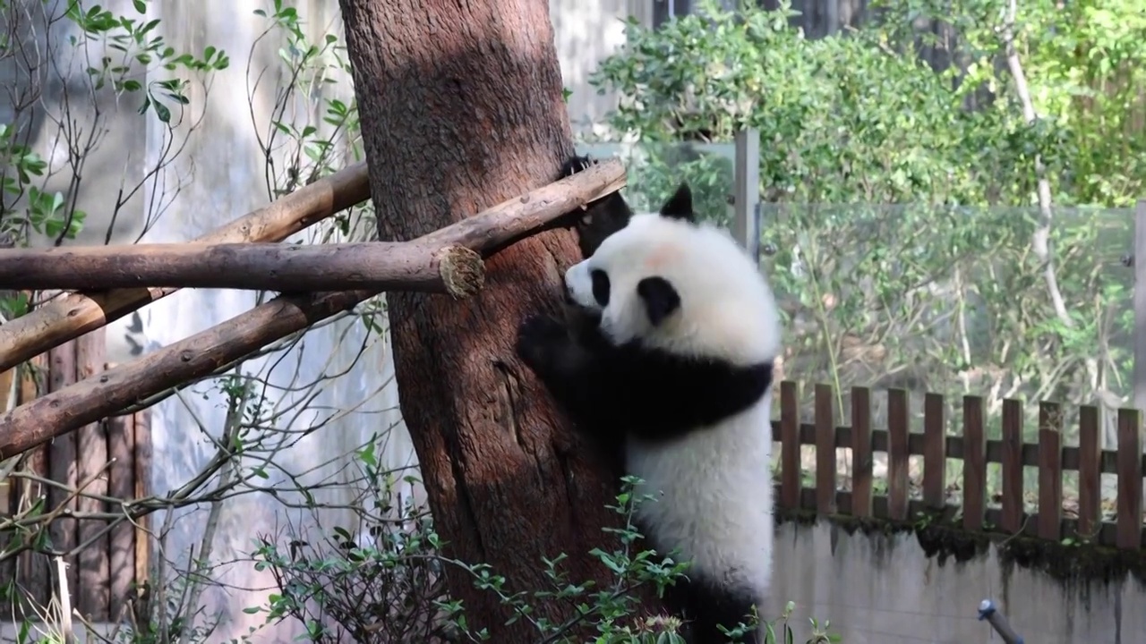 世界多样性保护旗舰物种中国国宝大熊猫视频素材