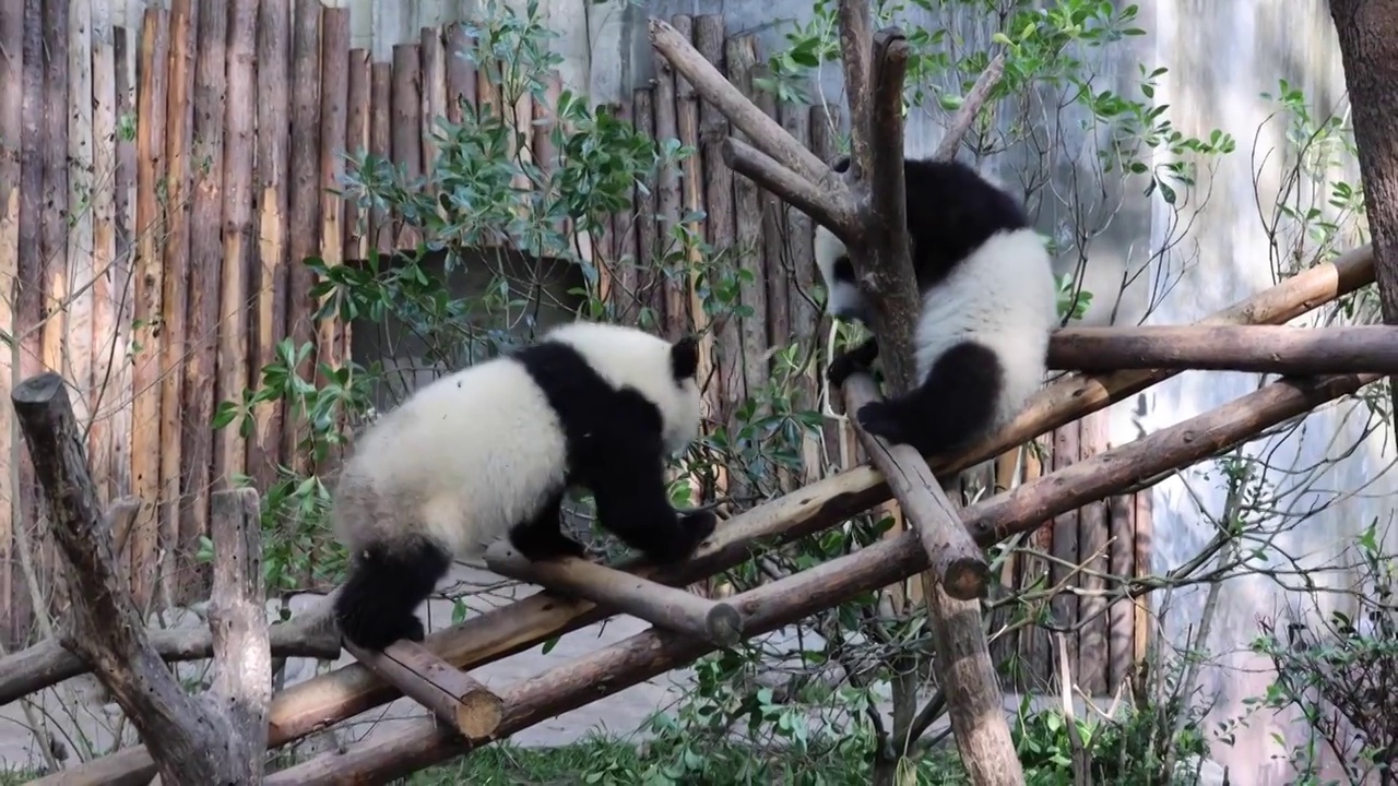 世界多样性保护旗舰物种中国国宝大熊猫视频素材