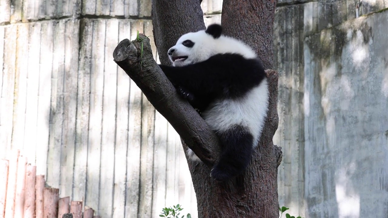 世界多样性保护旗舰物种中国国宝大熊猫视频素材