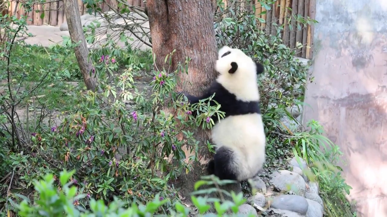 世界多样性保护旗舰物种中国国宝大熊猫视频素材