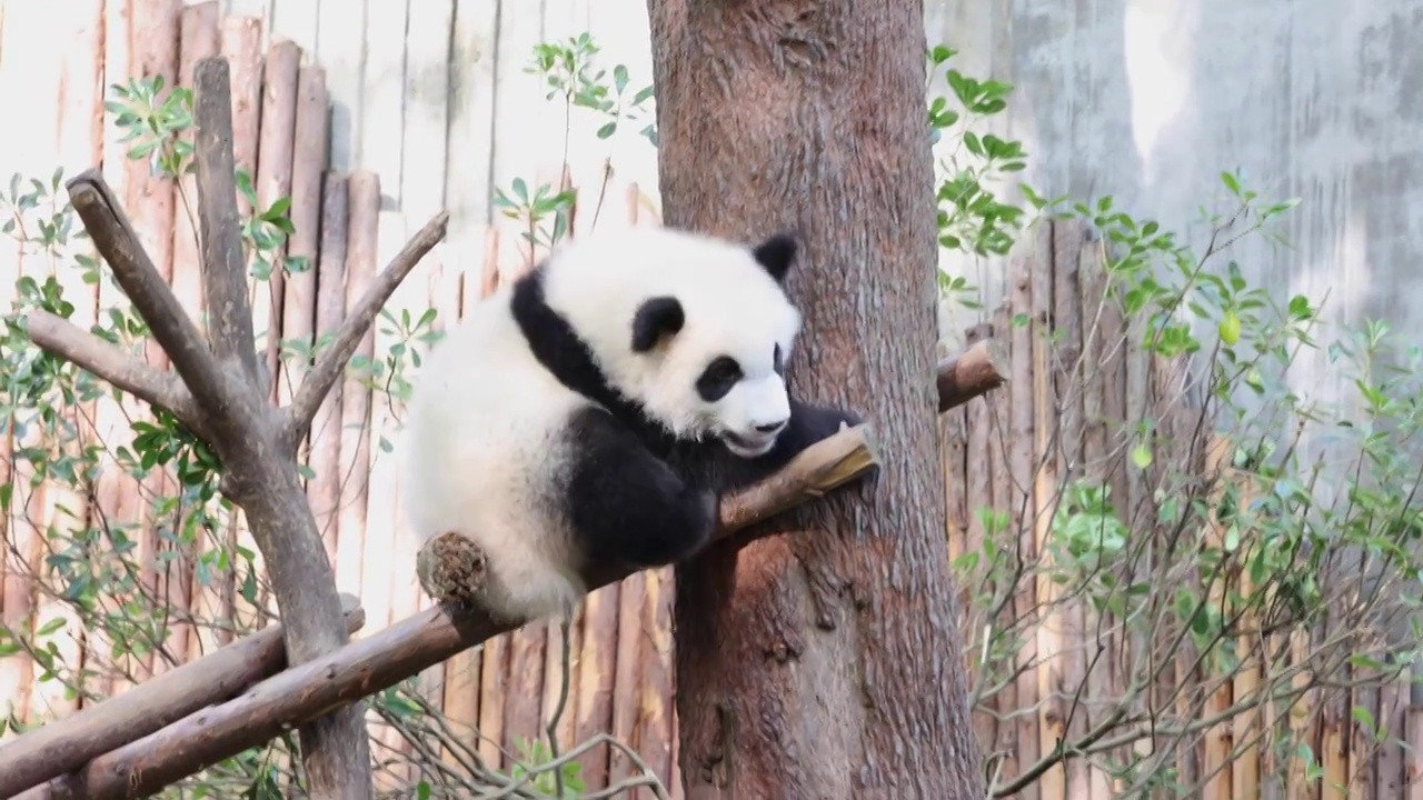 世界多样性保护旗舰物种中国国宝大熊猫视频素材