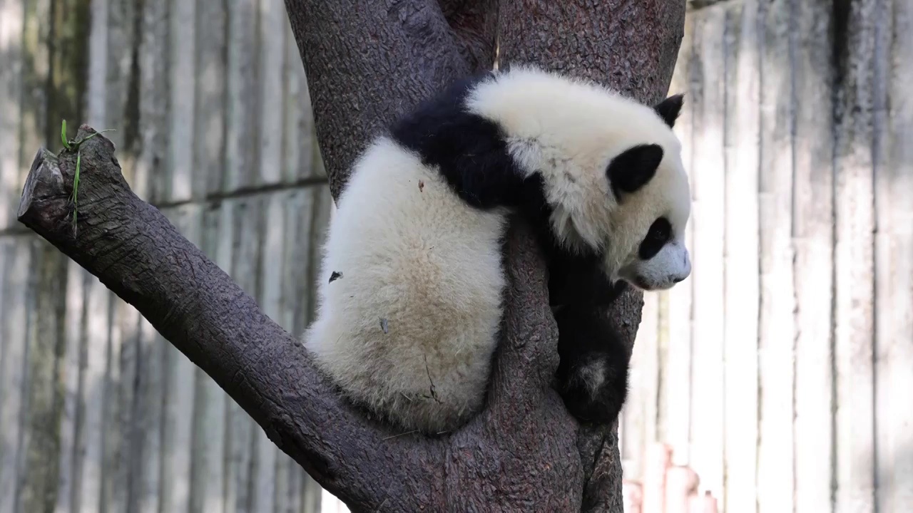 世界多样性保护旗舰物种中国国宝大熊猫视频素材