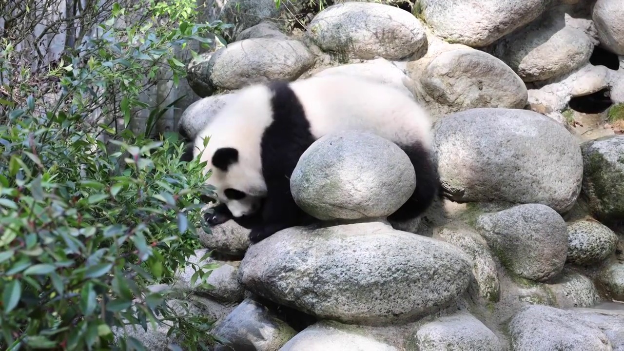 世界多样性保护旗舰物种中国国宝大熊猫视频素材