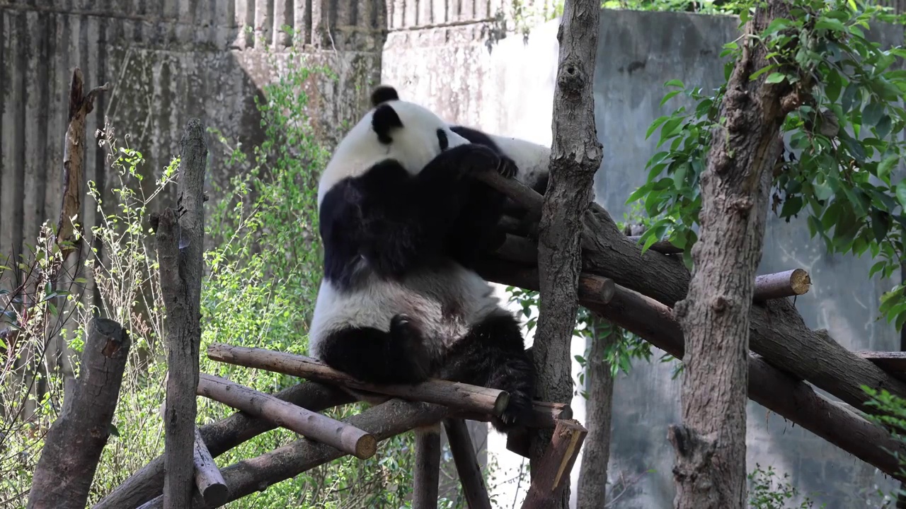 世界多样性保护旗舰物种中国国宝大熊猫视频素材