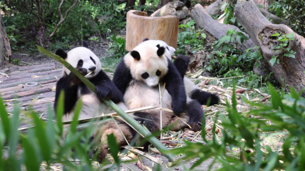 世界多样性保护旗舰物种中国国宝大熊猫视频素材