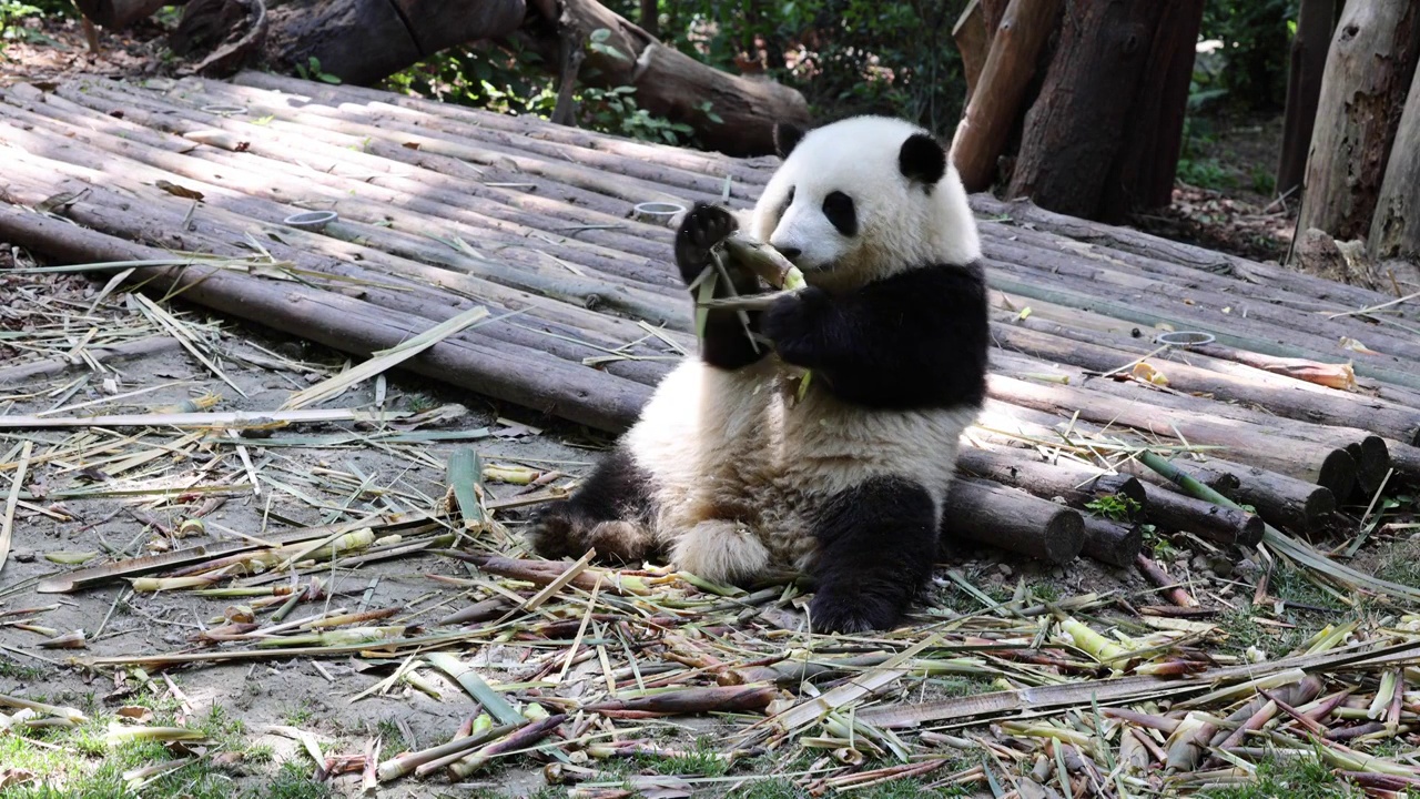 世界多样性保护旗舰物种中国国宝大熊猫视频素材