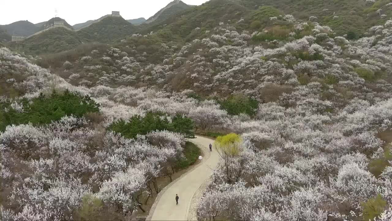 八达岭古长城杏花海视频素材