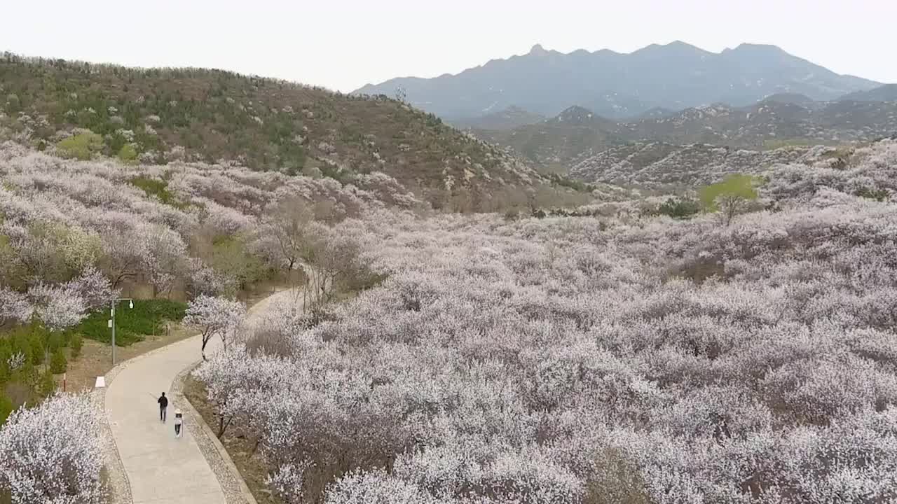 八达岭古长城杏花海视频素材