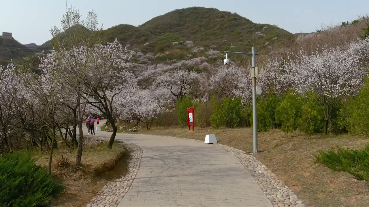 八达岭古长城杏花海视频素材