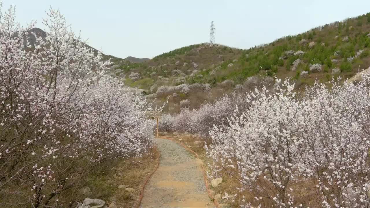 八达岭古长城杏花海视频素材