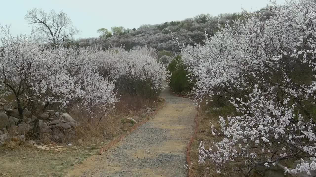 八达岭古长城杏花海视频素材