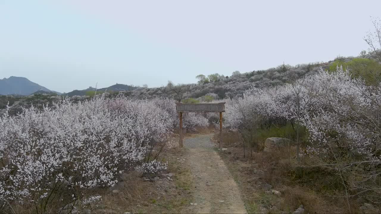 八达岭古长城杏花海视频素材