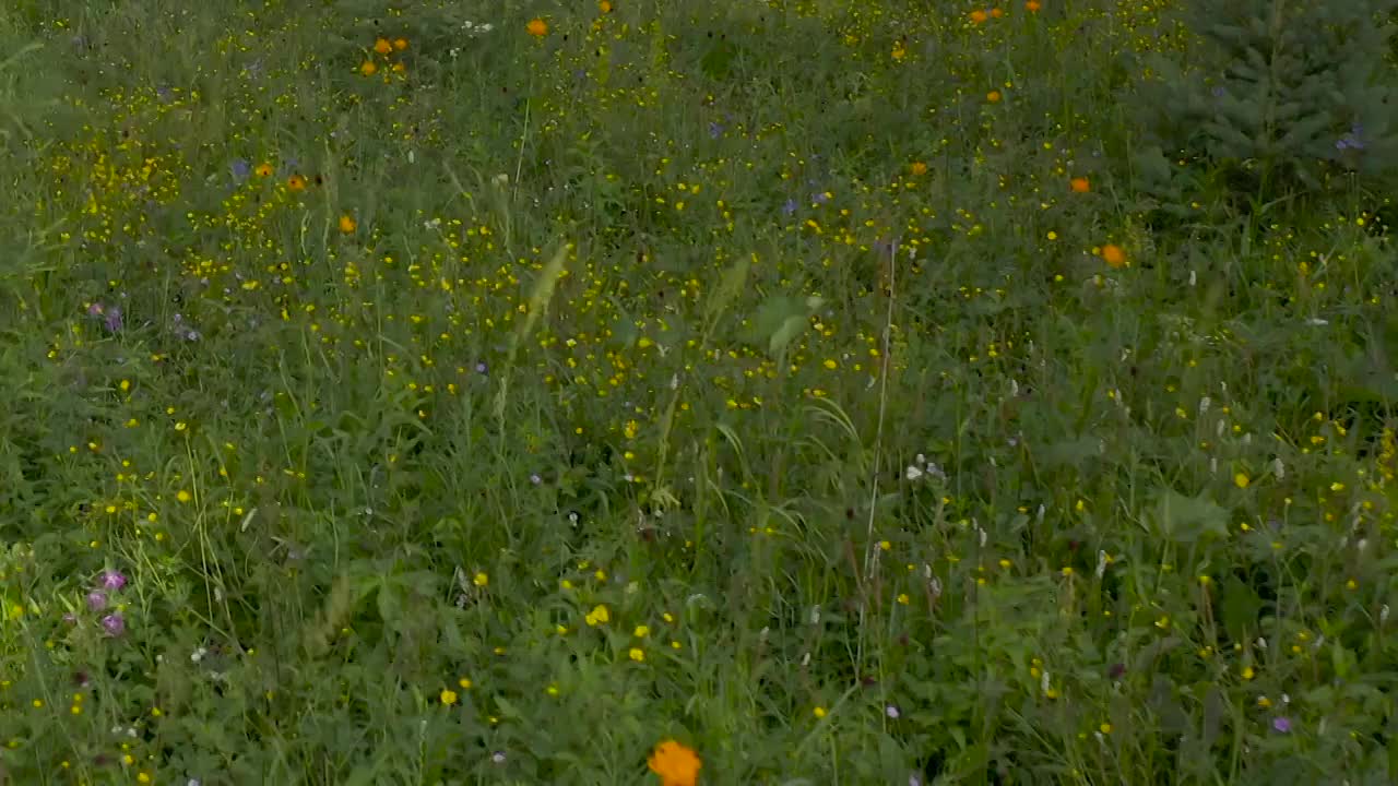 坝上金莲花开视频素材